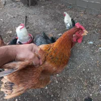 مرغ محلی درشت|حیوانات مزرعه|آستارا, |دیوار