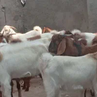 بزوکهره|حیوانات مزرعه|برازجان, |دیوار