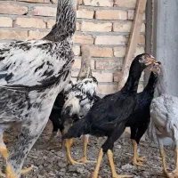 مرغ و خروس لاری|حیوانات مزرعه|رباطکریم, رباطکریم|دیوار