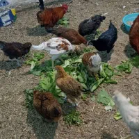 مرغ و جوجه و  خروس