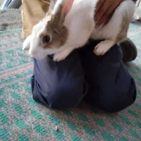 خرگوش|موش و خرگوش|کاشمر, |دیوار