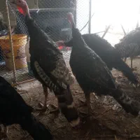 تخم بوقلمون نطفه دار|حیوانات مزرعه|آشخانه, |دیوار