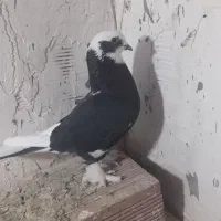 کبوتر شازده و کلفه