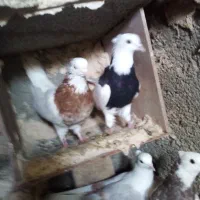 کبوترا سالم و سرحال