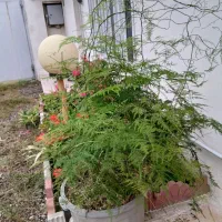 گلدون طبیعی