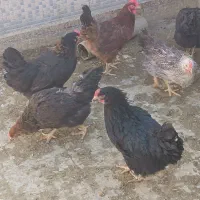 مرغ رسمی گلپایگانی