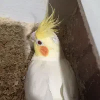 عروس هلندی با جوجه