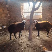 گوسفند زنده