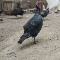 فروش فوری یک عدد بوقلمون