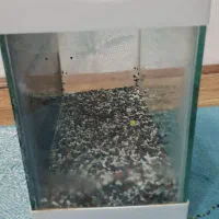 اکواریوم|ماهی|خرم‌آباد, |دیوار