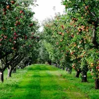 برداشت محصولات کشاورزی سیب درخت انگورگوجه و..|خدمات باغبانی و درختکاری|شاهرود, |دیوار