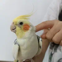 عروس هلندی تاج پرنسسی|پرنده|قائم‌شهر, |دیوار