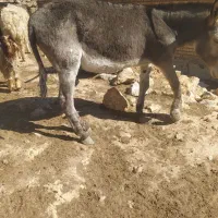 الاغ|حیوانات مزرعه|زاغه, |دیوار