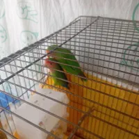 فروش طوطی کتوله برزیلی