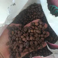 قهوه اندونزی زیر قیمت به دلیل جمع آوری کافه