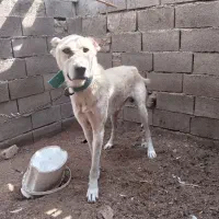 واگذاری ومعاوضه سگ با کفتر