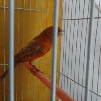 قناری نر سرخ شتری اورجینال مست مستخون|پرنده|مشهد, ادیب نیشابوری (شهرک غرب)|دیوار