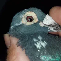 یک جفت سبز و قره سبز مسافتی