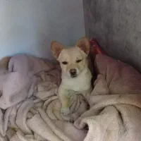 پاپی