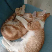 واگذاری بچه گربه