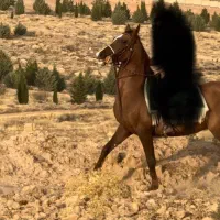 اسب|اسب و تجهیزات اسب‌سواری|شیراز, قلات|دیوار