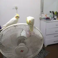 فروش تعدادی عروس هلندی|پرنده|فریدونکنار, |دیوار