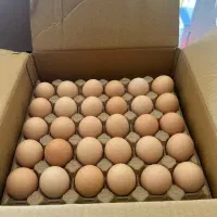 تخم مرغ محلی|خوردنی و آشامیدنی|هشتگرد, شهرک بعثت|دیوار