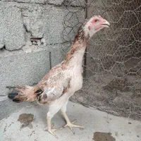 مرغ
