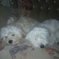 سگ پاکوتاه ۸ماهه خونگی