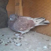 ۵تا کفتر فوری فروشی