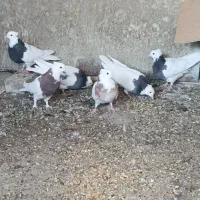 توقی طوقی کبوتر پرنده|پرنده|نجف‌آباد, قلعه سفید|دیوار