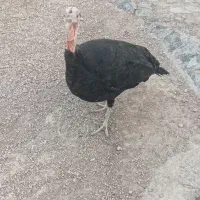 بوقلمون|حیوانات مزرعه|امیدیه, |دیوار