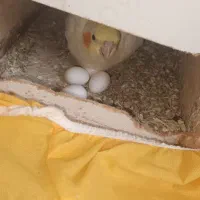 عروس لوتینو مولد تخم گذار|پرنده|قائم‌شهر, |دیوار