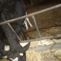 گاو نوبر جوان مناسب پروار