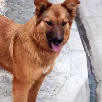 سگ ژرمن