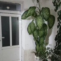 گل دیفن و شفلرا|گل و گیاه طبیعی|حسین آباد, |دیوار