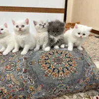 گربه پرشین،اسکاتیش،بریتیش