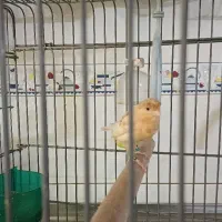 قناری ماده کاکلی آماده