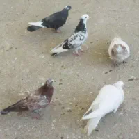 کبوتر پرشتی