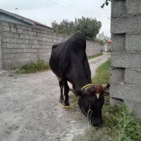 ورزا چالوسی