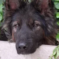 سگ ژرمن نر شولاین