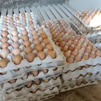 تولید وپخش تخم مرغ بومی.بلدرچین.