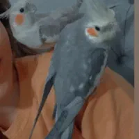 جفت