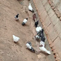 حدوداً 20تا هستش رو هم جفتی 450