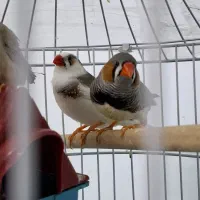 پرنده|پرنده|تربت جام, میان جام|دیوار