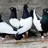 کبوتر سینه کله دمسفید ،قوچان|پرنده|مشهد, موسوی قوچانی|دیوار