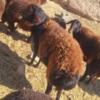 فروش قوچ همو دو دندان قزل افشار|حیوانات مزرعه|خواف, |دیوار