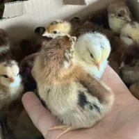 جوجه بوقلمون برنز اردک جوجه گوشتی راس۳۰۸ رنگی محلی|حیوانات مزرعه|تهران, طیب|دیوار