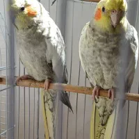 عروس هلندی ماده