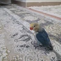 طوطی|پرنده|تهران, آزادشهر|دیوار